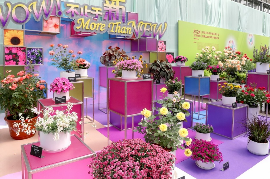 请查收！2024北京春季花展精彩连连看(图1)
