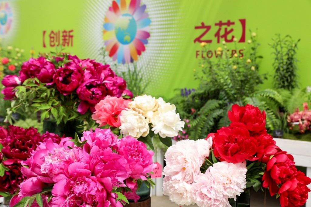 请查收！2024北京春季花展精彩连连看(图2)