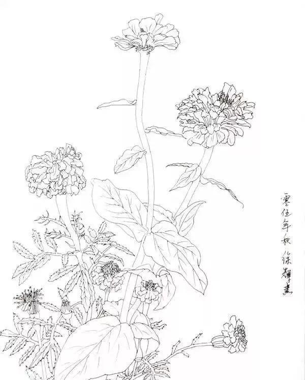 书画联盟丨花卉写生的方法是什么(图3)