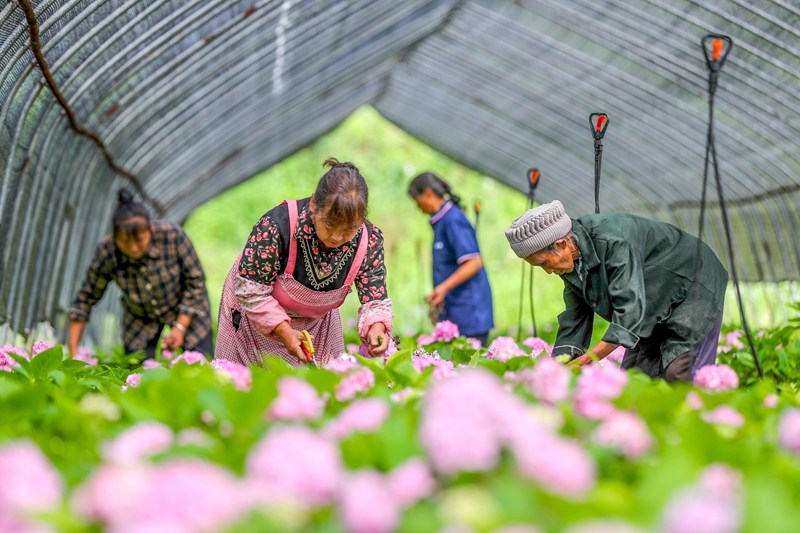 开阳县云开街道：发展“鲜花经济”助力乡村振兴(图1)