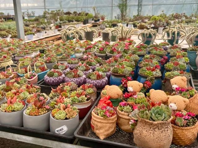 鲜花市场迎旺季云间卉谷花卉基地备货忙！这种花受欢迎……(图2)