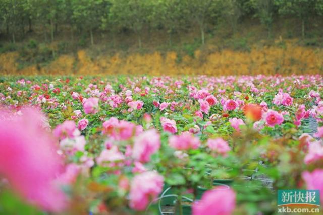 花开满园迎客来2024月季培育高质量发展大会在广州花都举办(图1)
