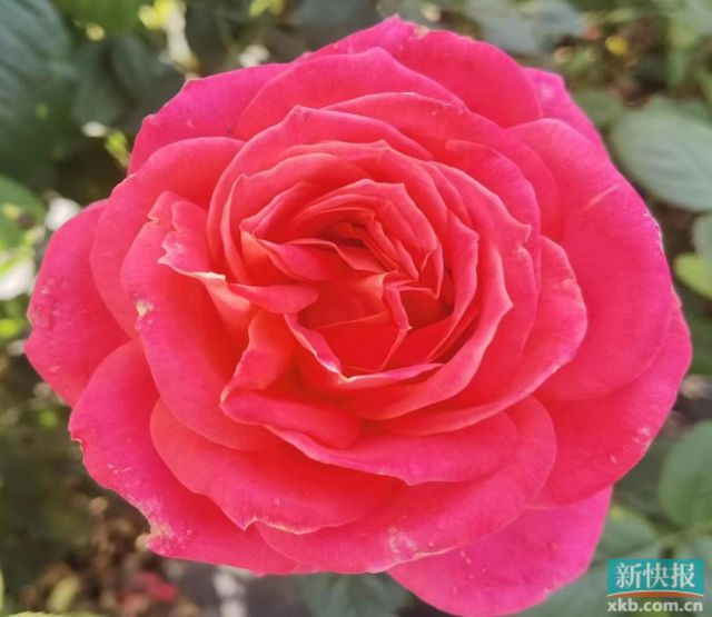 花开满园迎客来2024月季培育高质量发展大会在广州花都举办(图6)