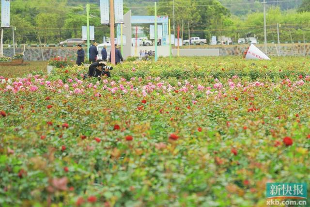 花开满园迎客来2024月季培育高质量发展大会在广州花都举办(图7)