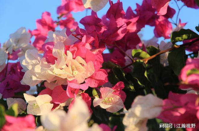 花加进入破产清算鲜花电商的时代要终结了吗？(图1)