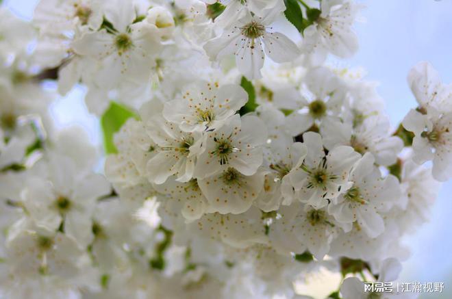 花加进入破产清算鲜花电商的时代要终结了吗？(图4)