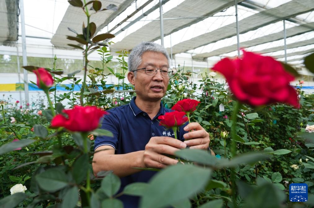 锚定现代化改革再深化｜云南晋宁：一枝鲜花背后的科技力量(图3)