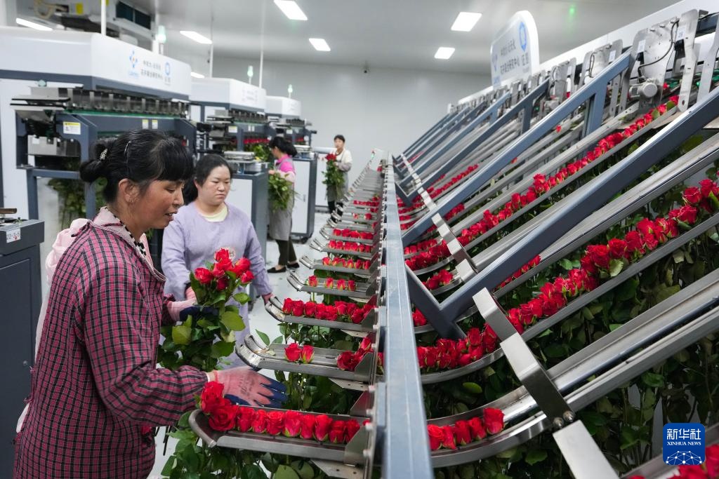 锚定现代化改革再深化｜云南晋宁：一枝鲜花背后的科技力量(图1)
