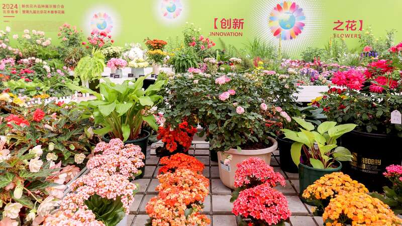 2024北京春季新优花卉品种展示推介会举办(图2)