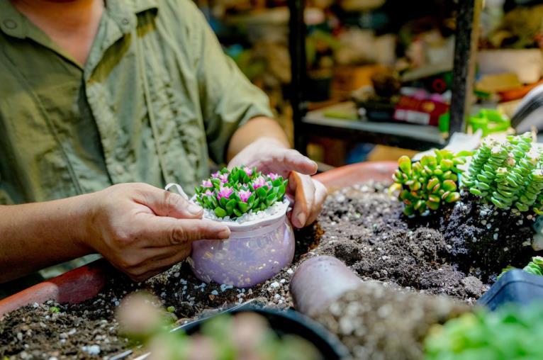 中秋将至！合肥蜀山花卉市场繁花似锦迎佳节(图3)