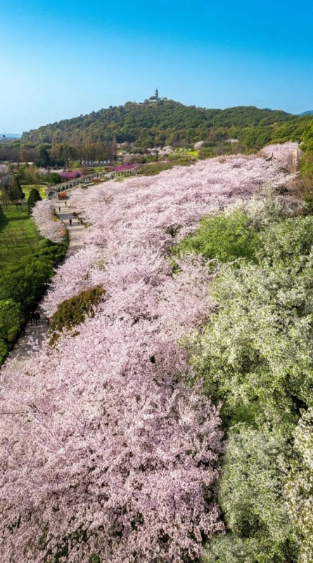 2024苏州花展开幕打卡春日最美“花”卷(图4)