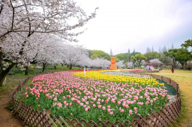 2024苏州花展开幕打卡春日最美“花”卷(图3)