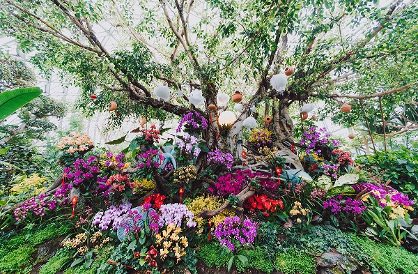 繁花似锦龙跃花间辰山植物园2024迎春花展开幕(图1)