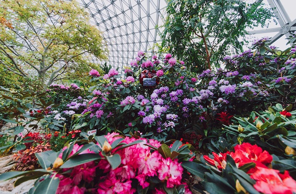 繁花似锦龙跃花间辰山植物园2024迎春花展开幕(图3)