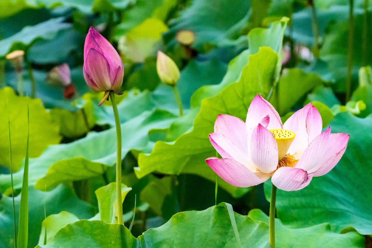 2024天津赏花指南（最全汇总）(图2)