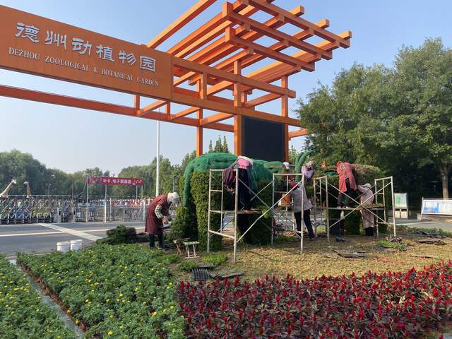 感知山东德城区城市管理局23万盆鲜花盛景喜迎国庆(图1)