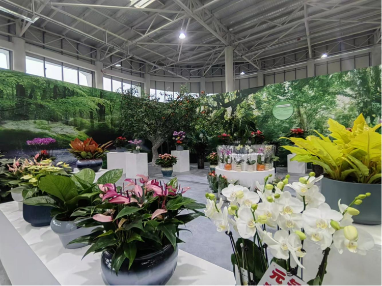 国庆假期来商河赏花卉逛大集_泉城新闻_大众网(图2)