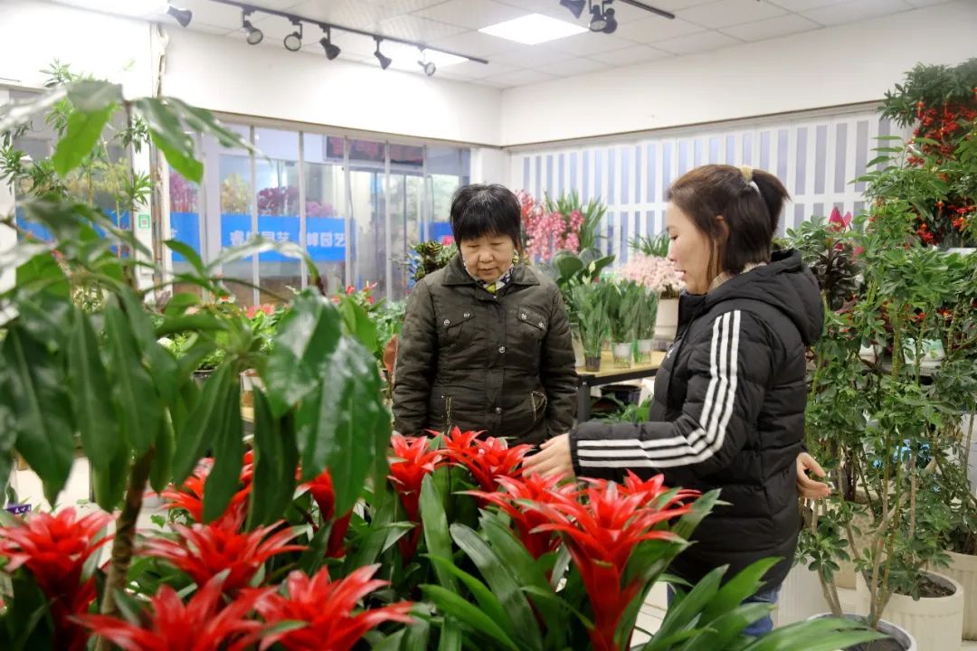 花卉市场由“红”转“绿”!有的花年前年后价格近对折(图3)