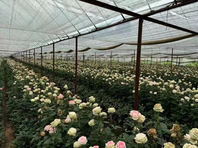 花语集鲜花城市仓项目介绍(图14)