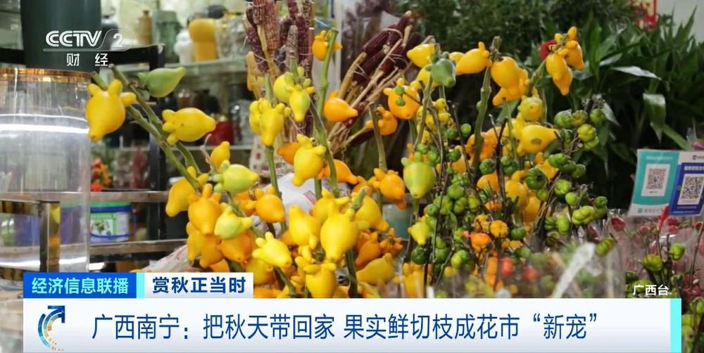 把满满氛围感带回家这个秋天果实鲜切枝成花市“新宠”(图2)