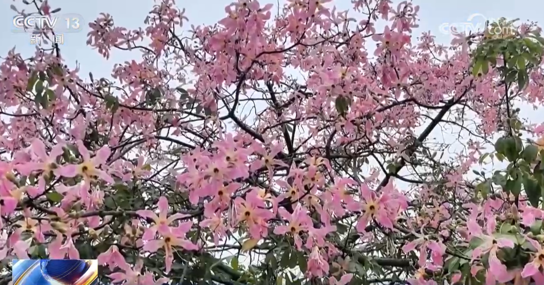 候鸟翔集、鲜花美丽绿水青山间徐徐展开一幅幅和谐生态画卷(图2)