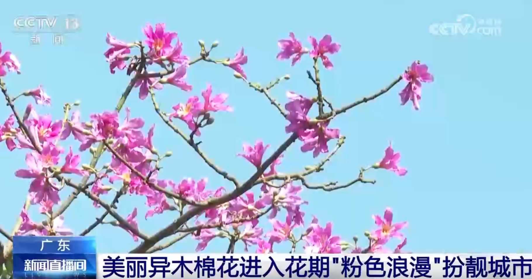 候鸟翔集、鲜花美丽绿水青山间徐徐展开一幅幅和谐生态画卷(图1)