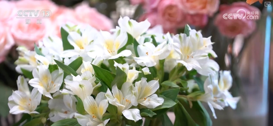 17个小时鲜花飘“湘”让非洲农户从中国市场获益(图2)