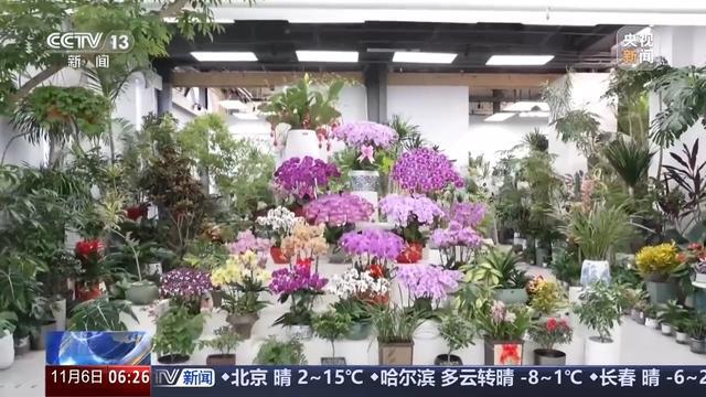 全年销售额将破2000亿我国卖出的花花可绕地球多少圈？(图9)