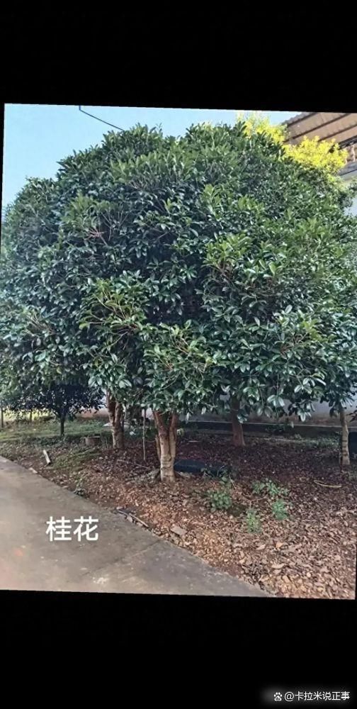 2024年桂花突然不开了背后隐藏着什么？(图1)