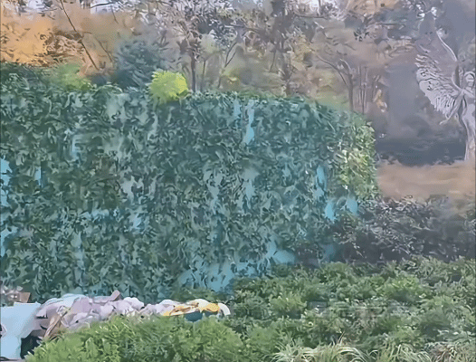 曝李玟墓地遭区别对待！杂草丛生鲜花被堆放一边知情人透露原因(图12)