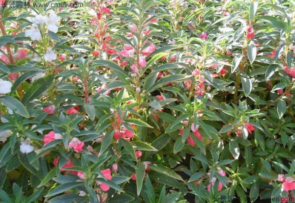 常年能开的花卉有哪些盘点几种四季开放花卉(图4)