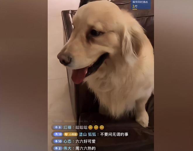 周海媚墓地云纪念馆成立墓碑前有可爱小熊鲜花不断环境优雅(图11)