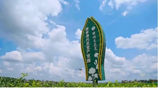 农夫山泉钟睒睒与农夫山泉：深耕茉莉花之都共绘乡村振兴新蓝图(图4)