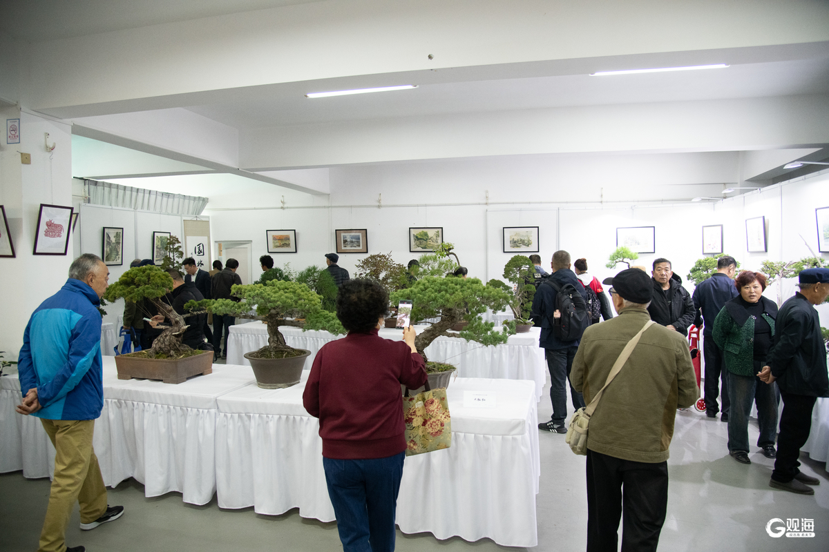 助力园林花卉产业高质量发展！2024青岛盆景花卉艺术展开展(图1)