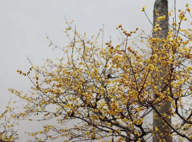 冬季开花植物大揭秘：适合寒冷气候的花卉选择(图3)