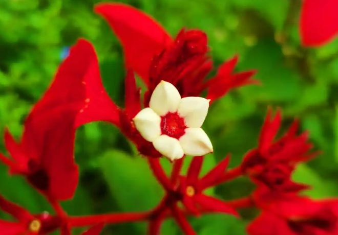 冬季开花植物大揭秘：适合寒冷气候的花卉选择(图2)