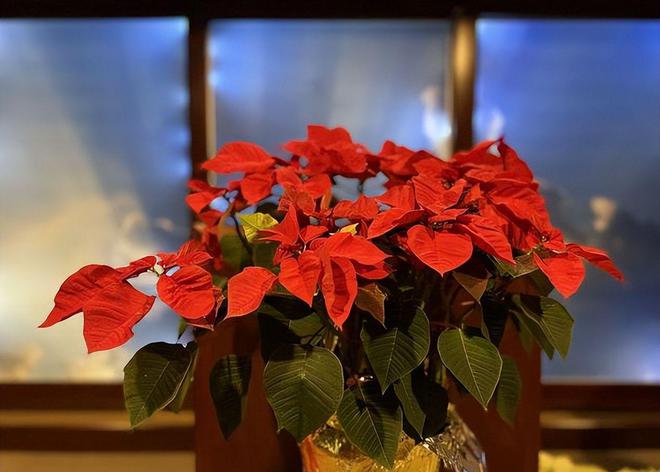 冬季开花植物大揭秘：适合寒冷气候的花卉选择(图1)