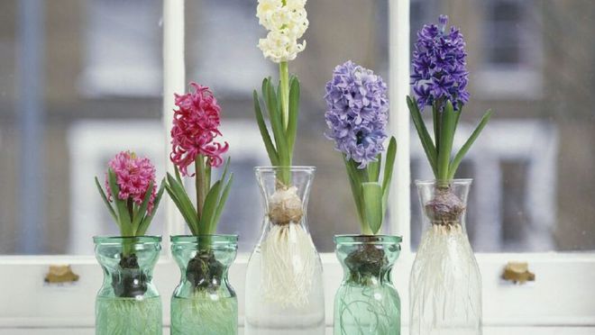 冬季开花植物大揭秘：适合寒冷气候的花卉选择(图7)