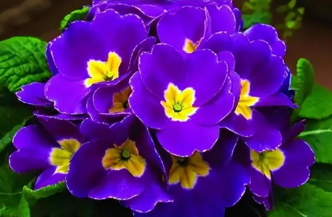 冬季开花植物大揭秘：适合寒冷气候的花卉选择(图6)