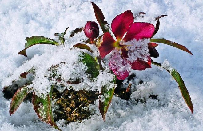 冬季开花植物大揭秘：适合寒冷气候的花卉选择(图8)