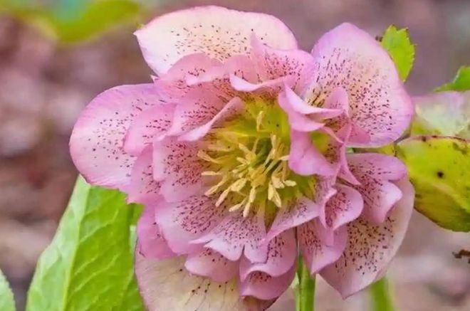 冬季开花植物大揭秘：适合寒冷气候的花卉选择(图9)