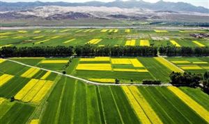 未来鲜花投资空间大吗？鲜花市场消费潜力及规模分析(图3)