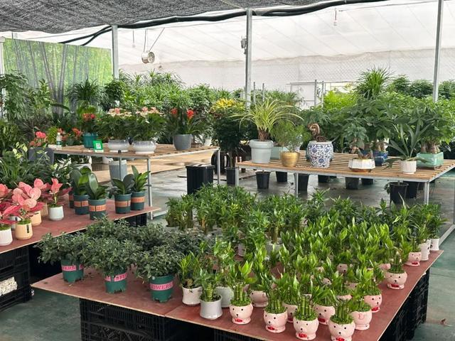 鲜花市场人气旺云间卉谷备货忙(图2)