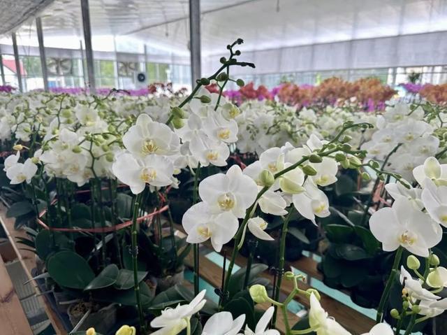 鲜花市场人气旺云间卉谷备货忙(图3)
