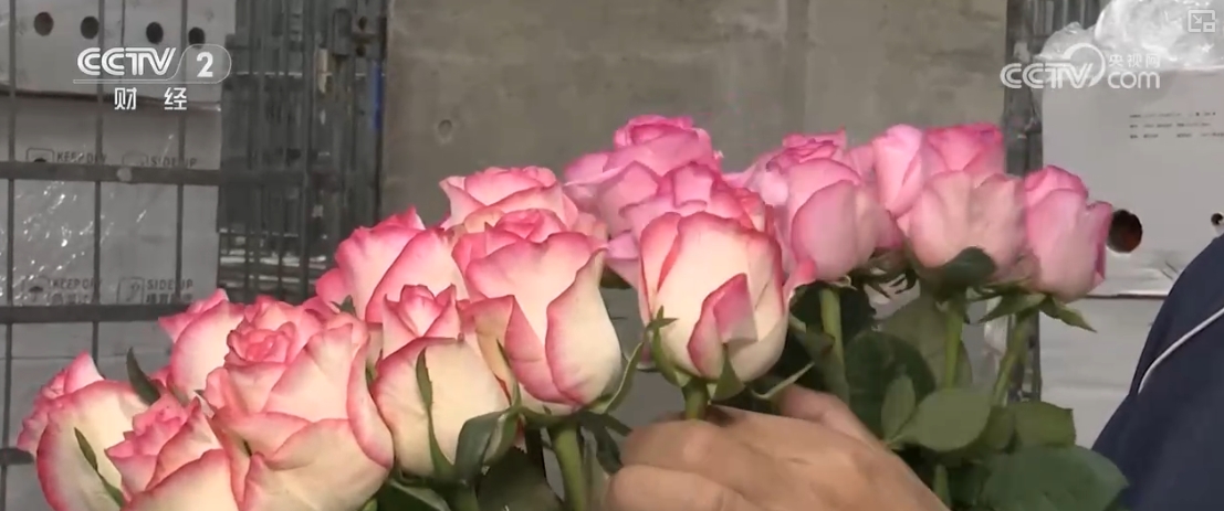 “花经济”展新“颜”“颜值”变“产值”身价倍增走俏海外(图7)