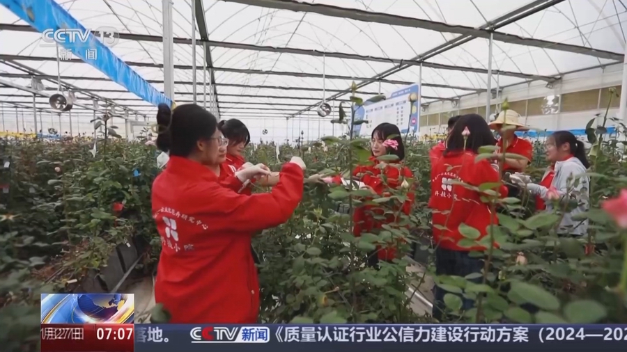 云南：一朵“云花”的奇特旅程(图1)