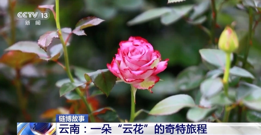 云南：一朵“云花”的奇特旅程(图3)