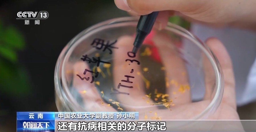 云南：一朵“云花”的奇特旅程(图2)