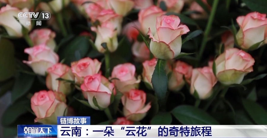 云南：一朵“云花”的奇特旅程(图4)