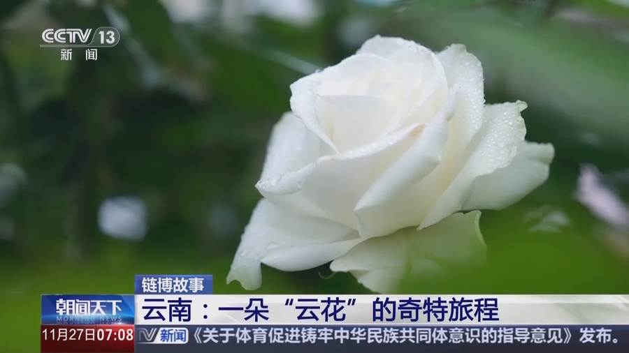 云南：一朵“云花”的奇特旅程(图5)